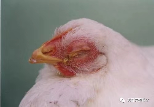 鸡出现肿头肿脸喂什么药,鸡肿头肿脸治疗方法