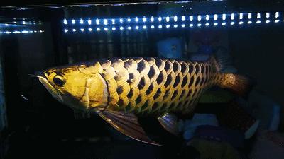 怎么让龙鱼改掉偏食,如何预防龙鱼的偏食性疾病