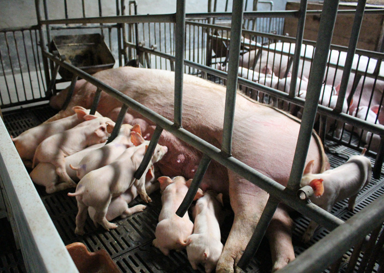 母猪输精的正确方法与技术图,猪场母猪人工授精操作三大要点