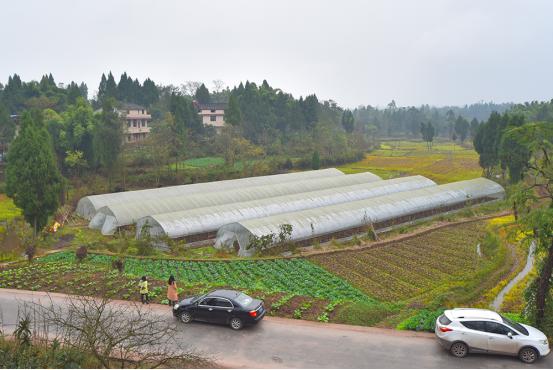 四川岳池：“共享大棚”拓宽农民致富渠道