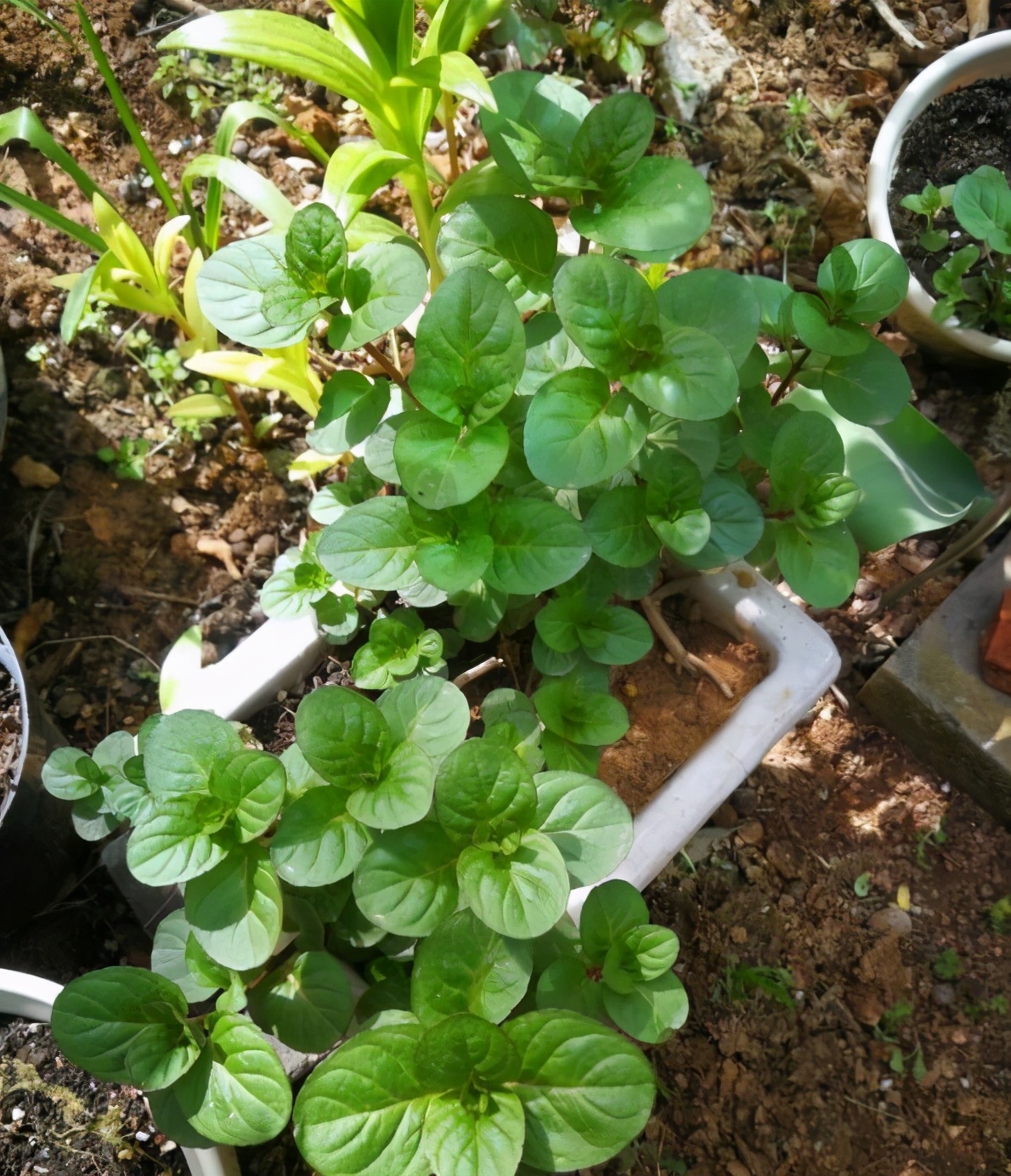 薄荷长出长长的枝条可以扦插吗,薄荷扦插几盆最好