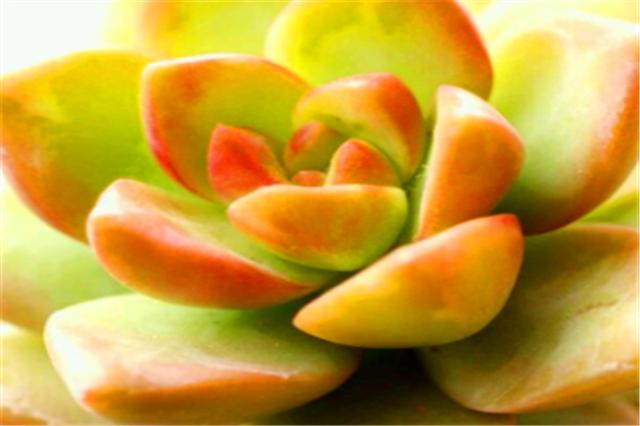 李大爷养花技术,李大叔养多肉