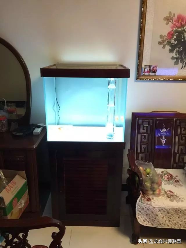 垃圾桶旁边的四方鱼缸,捡回去养了一缸金鱼,别说还挺不错