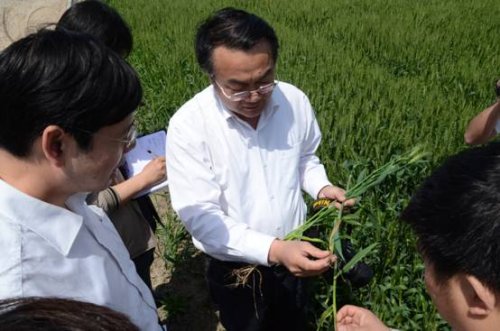 水稻赤枯病怎么防治最好,水稻幼苗赤枯最佳治疗方法