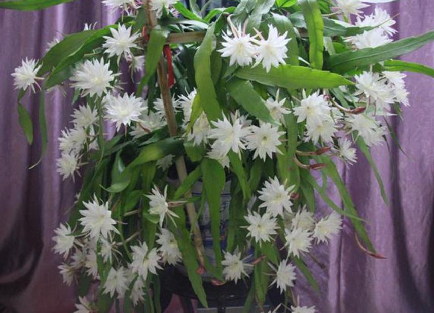 昙花只长杆不长叶怎么办,昙花怎么养才不会开花