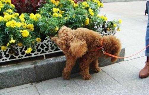 怎么样训练泰迪犬定点大小便,怎么引导泰迪狗狗定点大小便