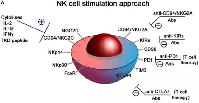 癌症治疗多面手！NK细胞免疫疗法，或将成为晚期癌症治疗最佳选择