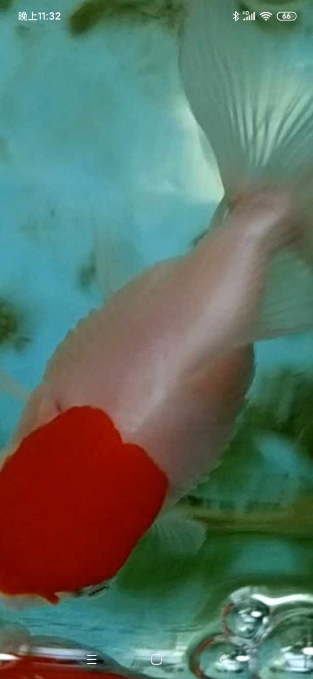 金鱼竖鳞病是怎么引起的,金鱼竖鳞病可以自愈吗