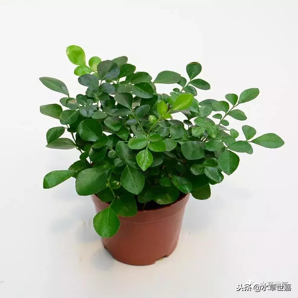 30cm水陆缸适合养什么,水陆缸植物前景中景后景搭配介绍