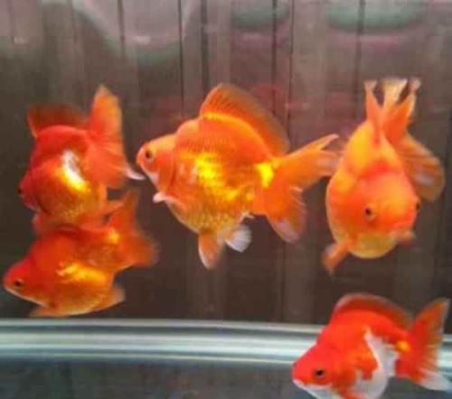 底滤鱼缸里的粪便是怎样被吸走的,上滤鱼缸有漂浮物和杂质怎么解决