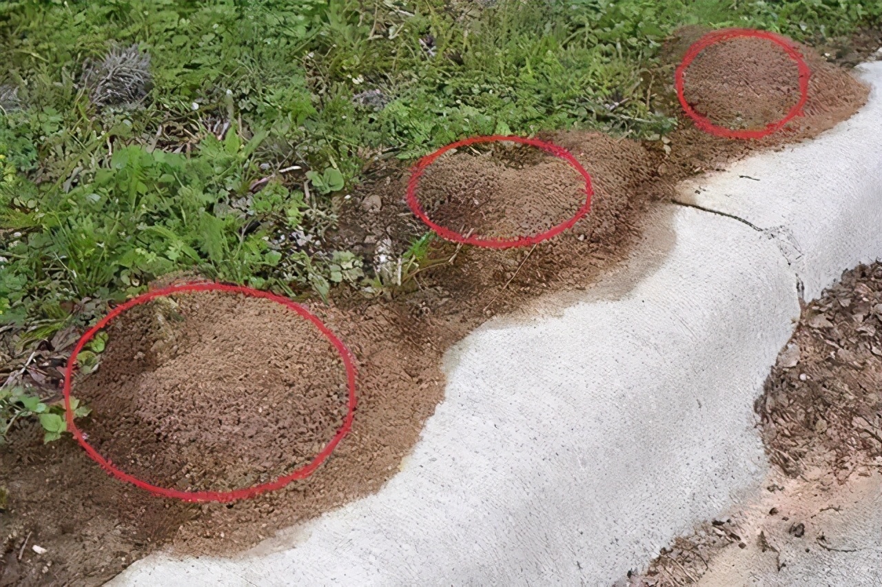 广西红火蚁最严重的县,广西发现红火蚁怎么上报