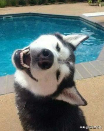 铲屎官必知的6个狗狗喂养好习惯,这几种犬不能在城里养