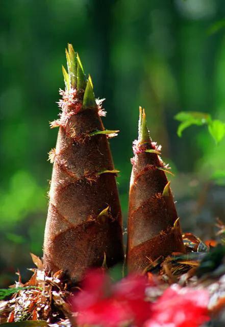春笋炒肉有肉的浓香又有笋的清香,精致粤菜春笋炒肉