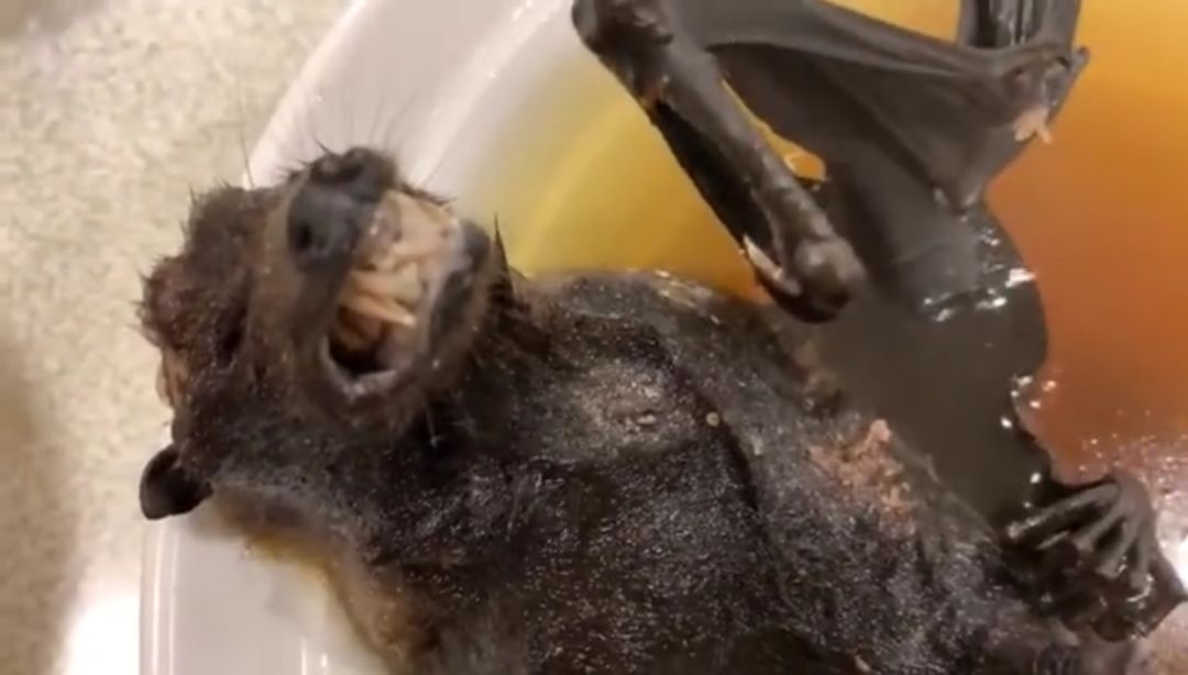 从疫情管控到放开,远离病毒从野味开始