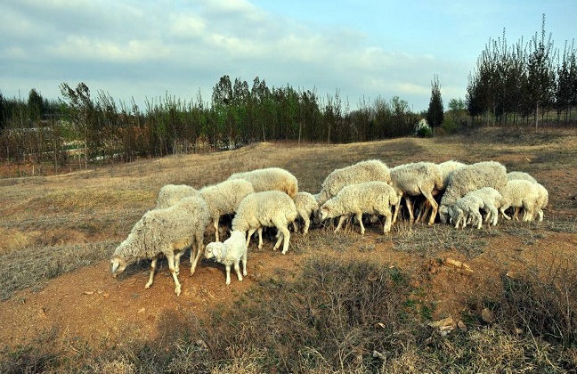 羊吃毒草死亡，主人将草地主人告上法庭，法院会怎么判决？