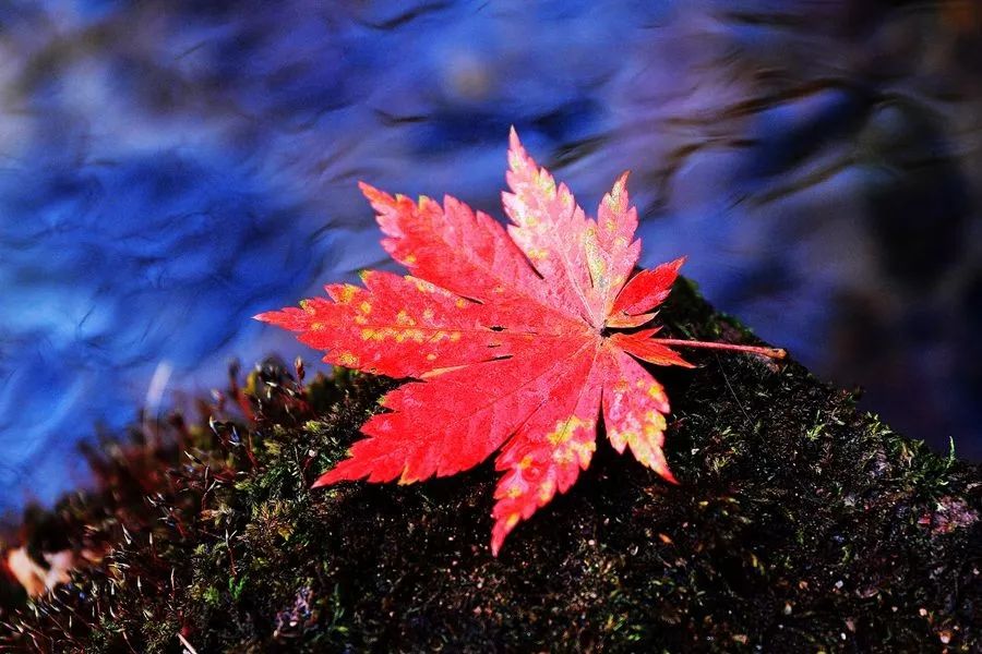 ps怎样把红叶背景人物照调色,秋景枫叶人像调色ps