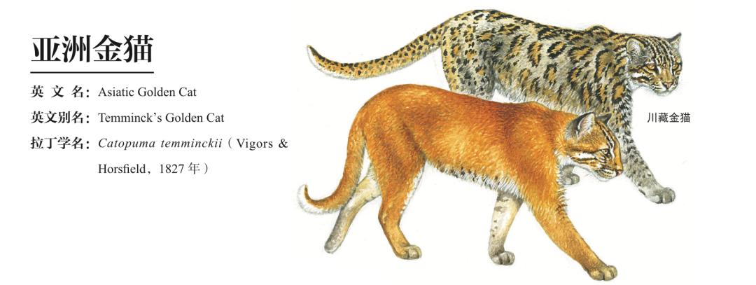 哪种猫最粘人最好养,哪种猫最温顺最粘人还比较便宜