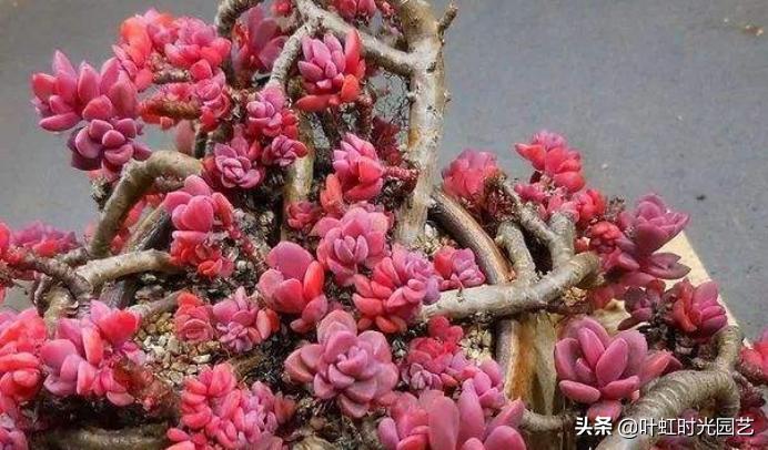 多肉老桩大科普，贱卖老桩可以买？性价比大揭秘！