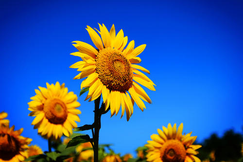 迎着太阳的向日葵,属于太阳的向日葵