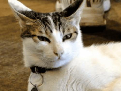 猫咪冬天保暖被,猫咪被冻着了该怎么办呀