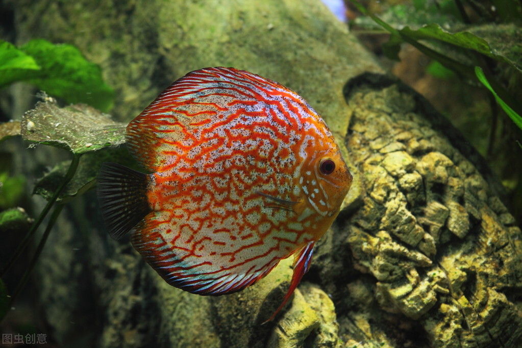 十种最旺家庭的热带鱼,十大最受欢迎的小型热带鱼