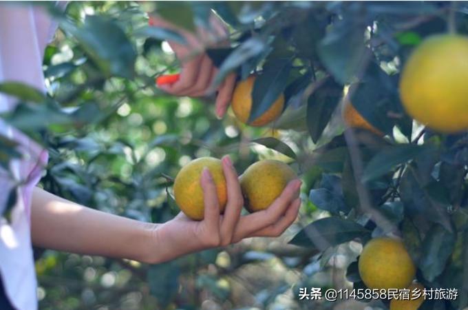 蓟县顺兴农家院地址,蓟县吃得最好的农家院推荐