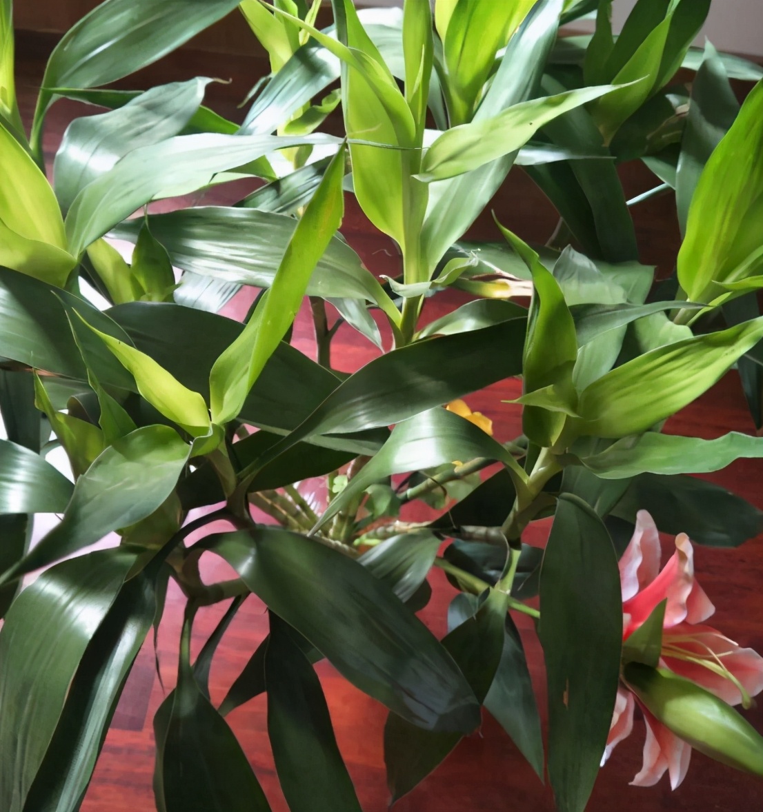 水培富贵竹根部不发芽怎么办,水培富贵竹没生根前怎么养