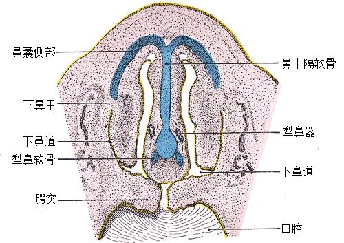 为什么老鼠会怕大象,老鼠会咬猫吗