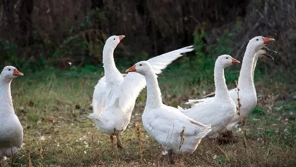 养殖鹅一只鹅的利润是多少,怎样区分养殖鹅与散养鹅