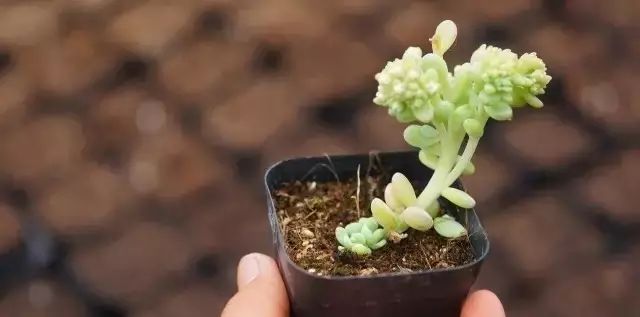 多肉花剑是个宝,多肉花剑可以干什么