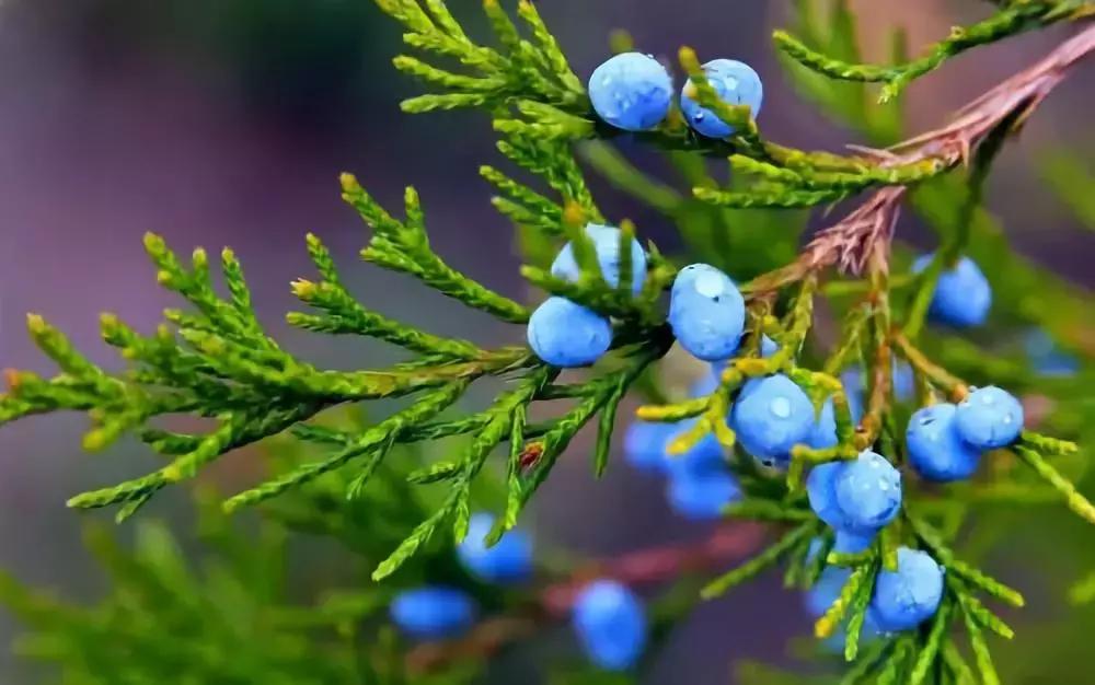 如何辨别真假雪松,自然堂雪松真假辨别方法