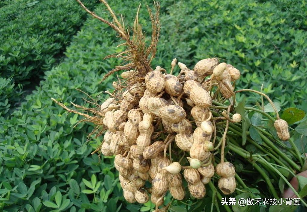 种花生高产施什么肥,作物开花了怎样施肥能多结果