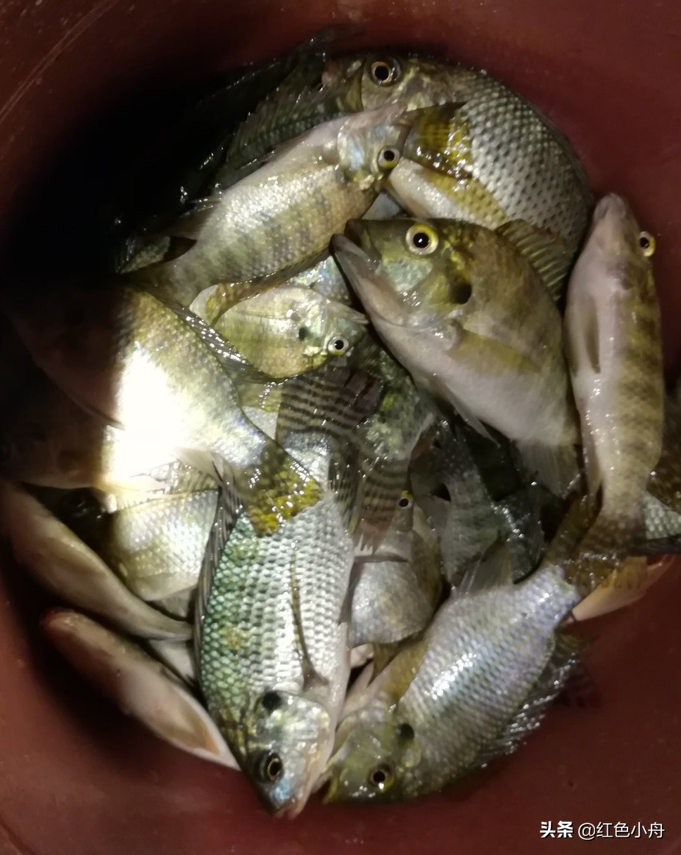 野钓窝里有鱼就是不开口怎么办,气温上升了鱼为啥不吃钩
