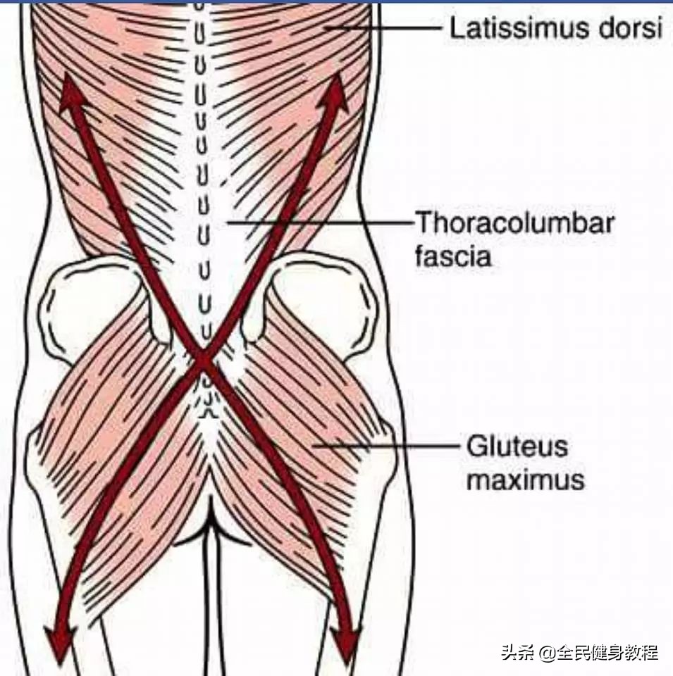松解胸腰筋膜的作用,胸腰筋膜损伤的最快恢复方法