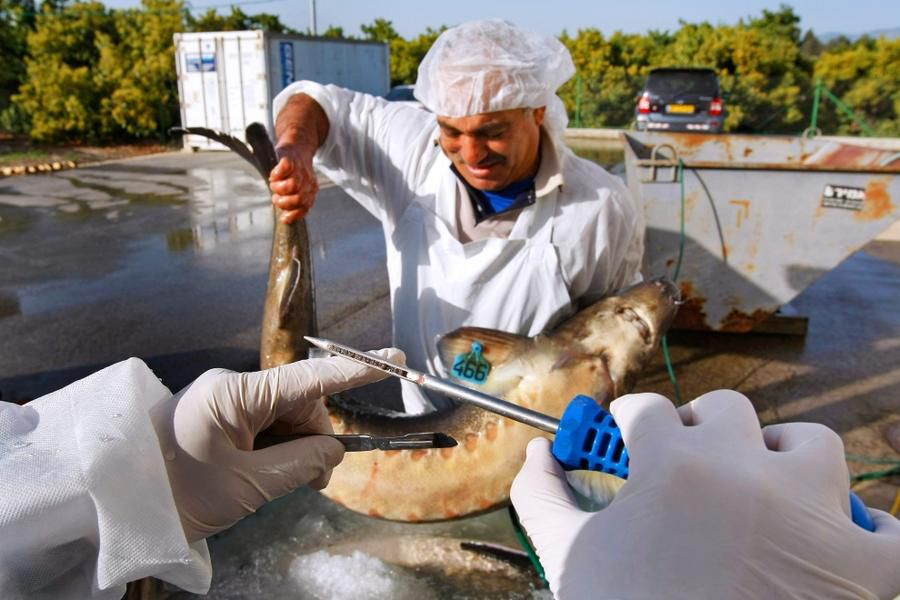 黑鱼子酱是由什么做成的,黑鱼子酱生的熟的