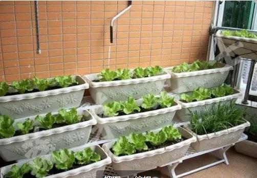 西红柿无土栽培技术,无土栽培分为哪两类