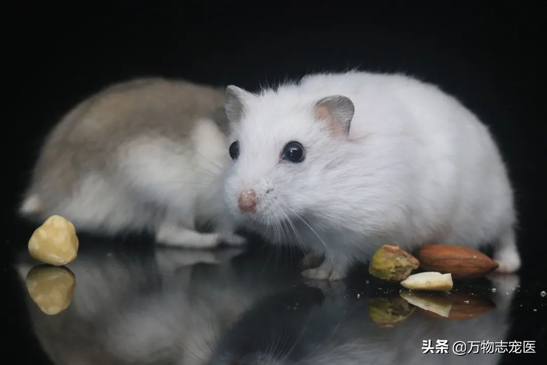 仓鼠会冬眠吗要怎么准备,仓鼠冬眠要注意什么