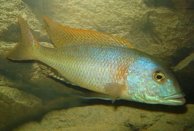 闈炴床鎱堥卜浠嬬粛,闈炴床鎱堥卜