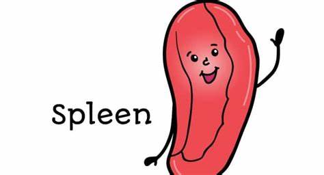 体检说脾增大什么意思,体检报告说肝硬化可能性比较大