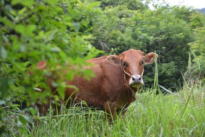回农村搞养殖可行吗,回农村种植和养殖哪个赚钱
