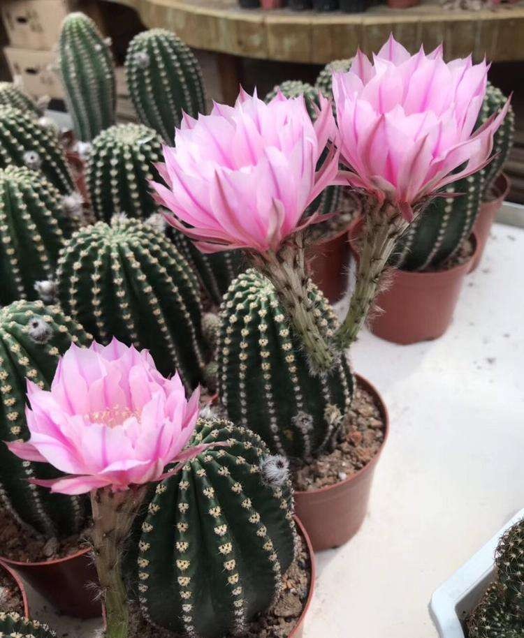 101仙人球,101个仙人球品种