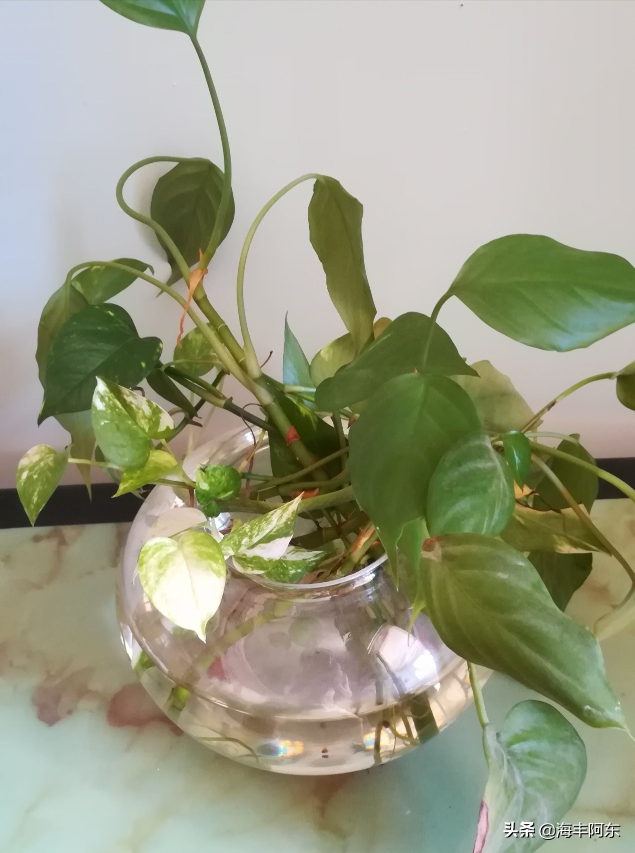 养鱼花鲢死亡,阿东养鱼视频完整版