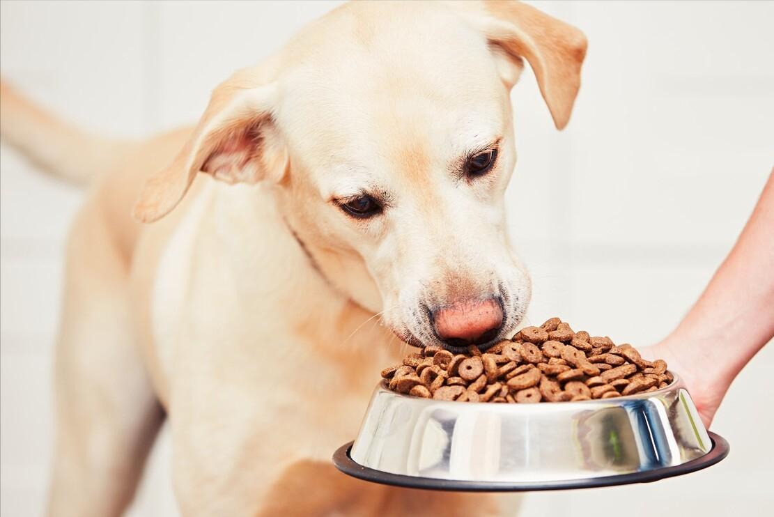 狗狗开始吐黄水后来吐血怎么回事,狗狗偶尔吐黄水是怎么了