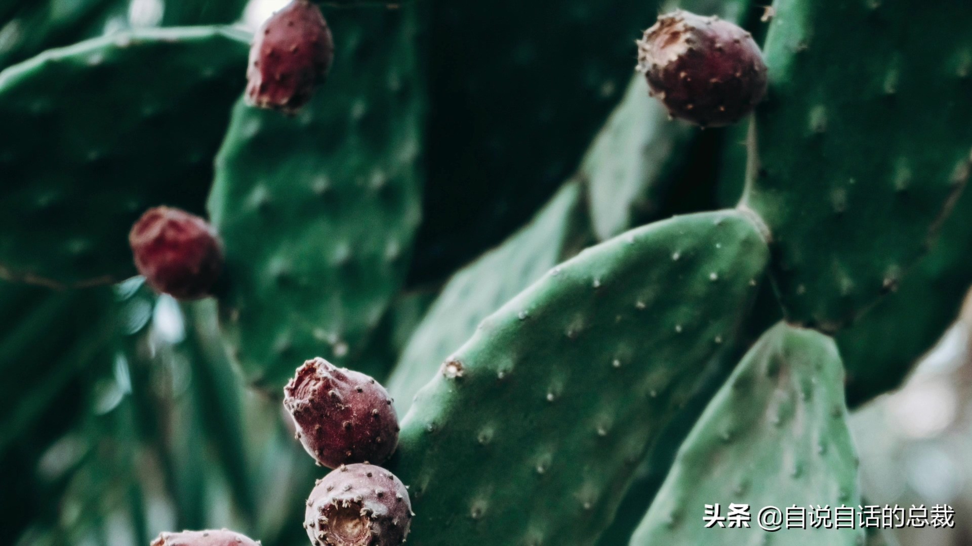 全世界的柠檬都读Lemon?这背后有一个刻在8号染色体上的上古故事