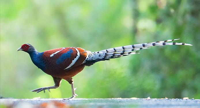 东江揽胜,惠州淡水常见鸟类图谱