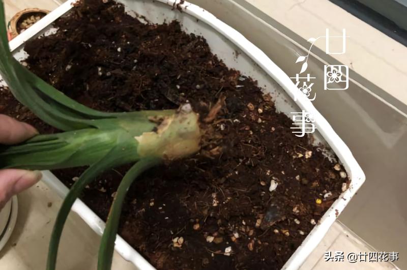 君子兰换盆的土是什么样子,君子兰换盆怎样使根系发达