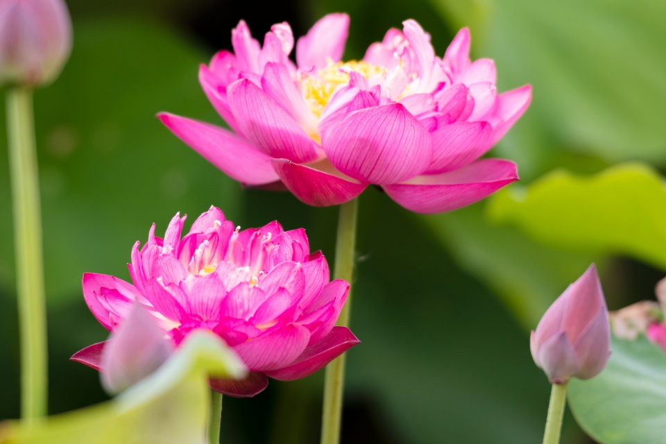 十二星座不理你的表现是什么,十二星座不爱你的表现双子