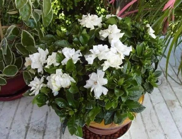 盆栽花卉老掉叶是怎么回事,花卉掉花苞解决方法