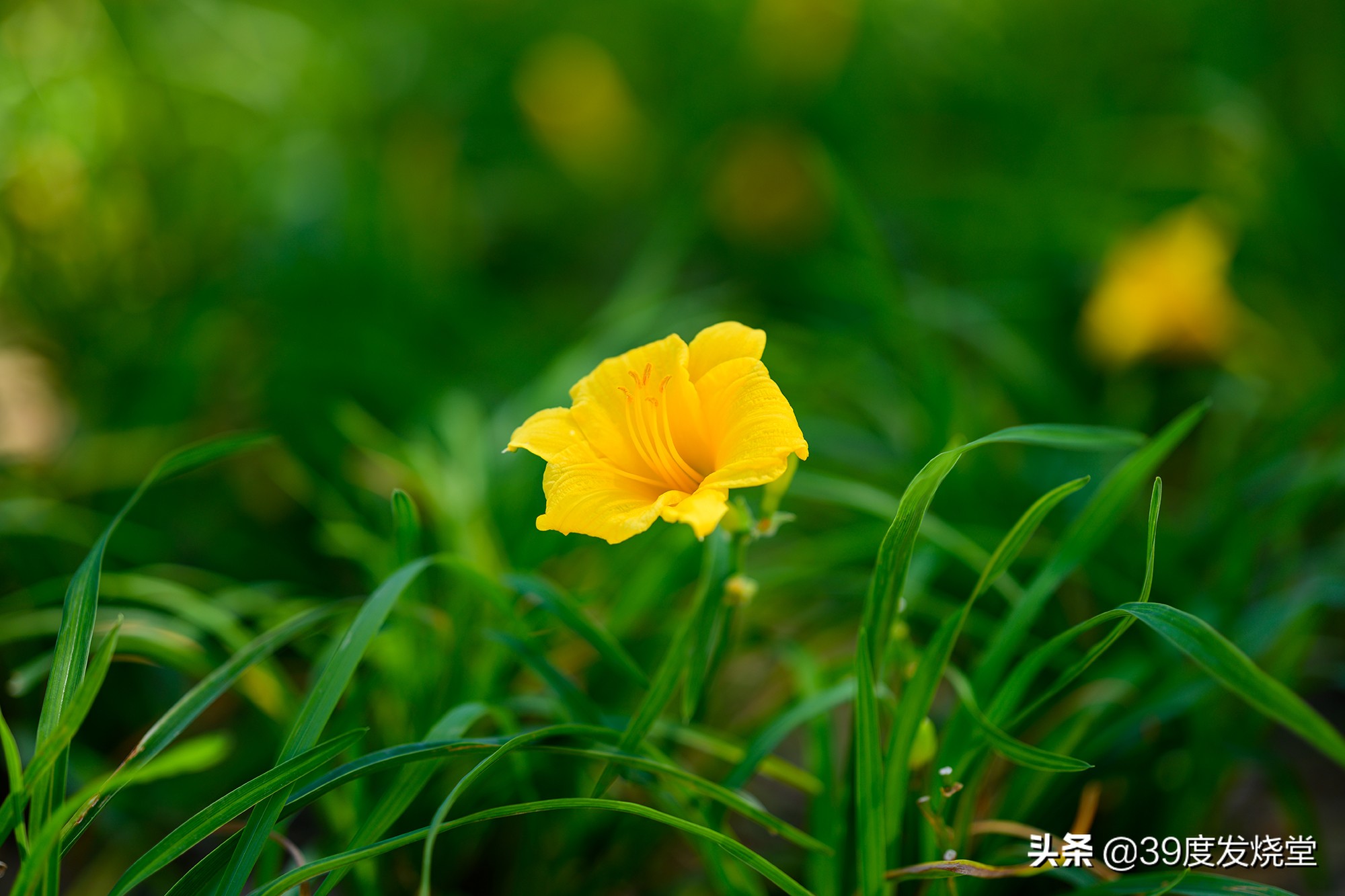 这5000元真值了!尼康Z85mmf/1.8轻量化人像镜头评测