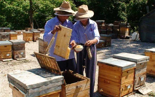 这罐天然的“净化器”，每吃一次，整个人都神清气爽